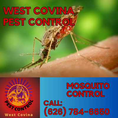 Expert Mosquito Control Services | West Covina Pest Control