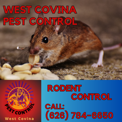 Expert Rodent Control Services in West Covina | West Covina Pest Control