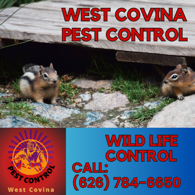 West Covina Pest Control - Your Trusted Wildlife Removal Experts